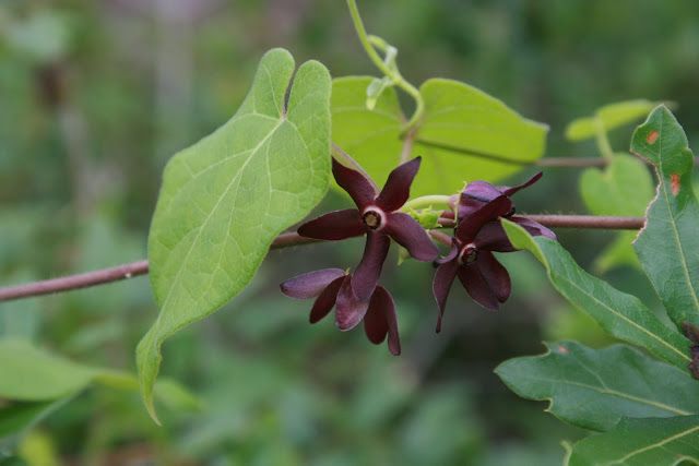 Florida Spinypod (Matelea)