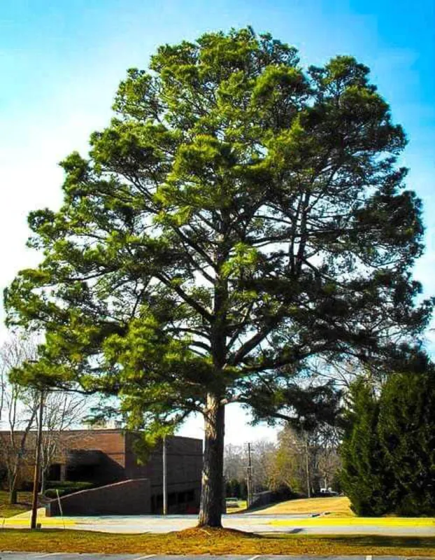 Loblolly Pine 