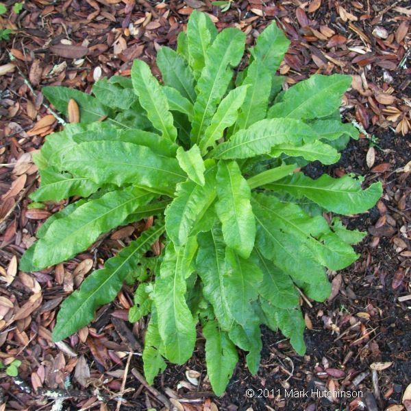 Elephant's Foot (E. elatus)