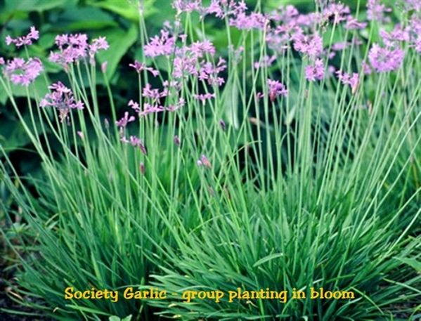 Society Garlic 1g