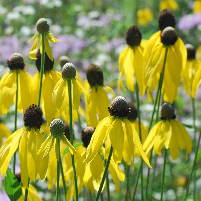 Prairie Coneflower