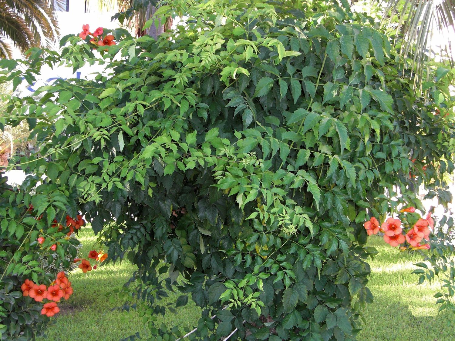 Trumpet Creeper