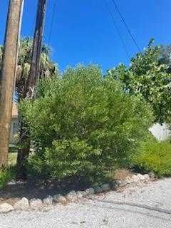 Silverling Salt Bush