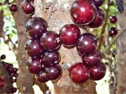 Jabuticaba (Jaboticaba) for pre-order