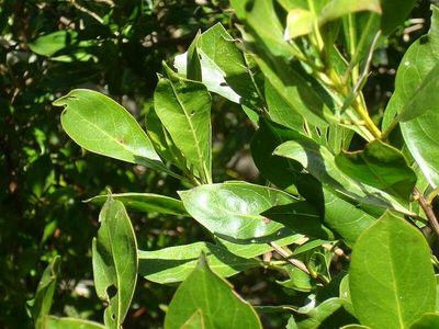 Green Buttonwood