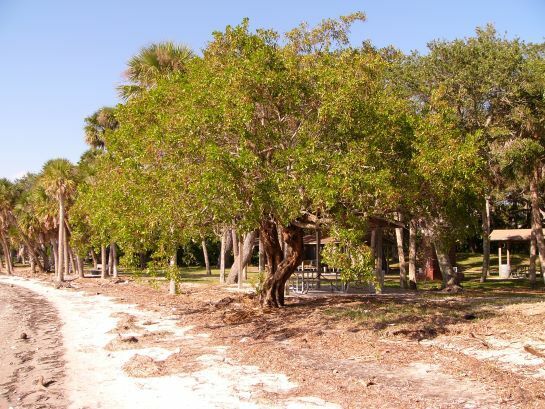Green Buttonwood