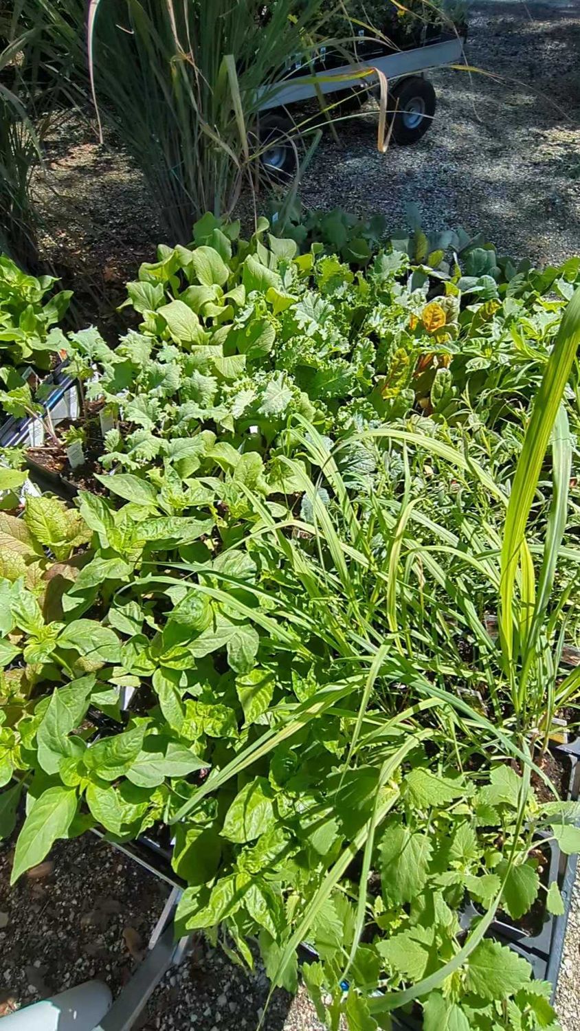 Vegetables (In-store Only)