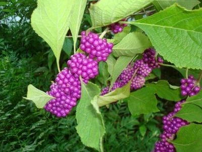 Native Edible Plants