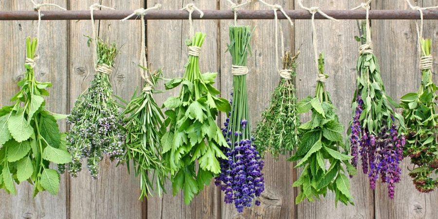 Herbs and Flowers Southern Exposure Seeds
