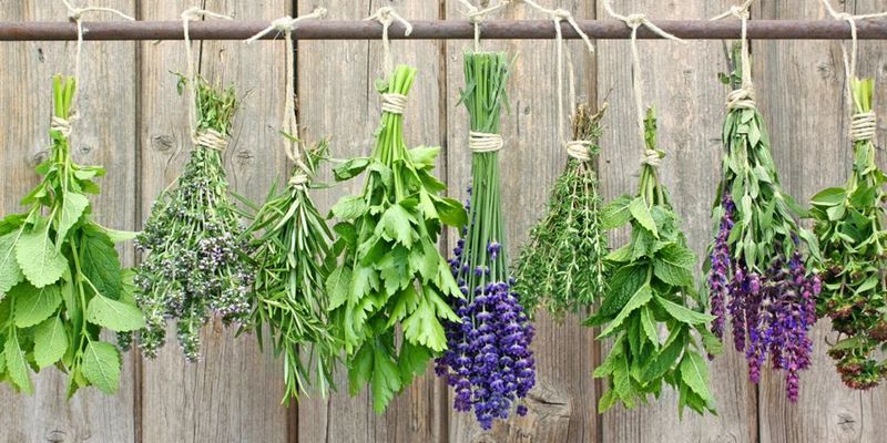 Herbs and Flowers Southern Exposure Seeds