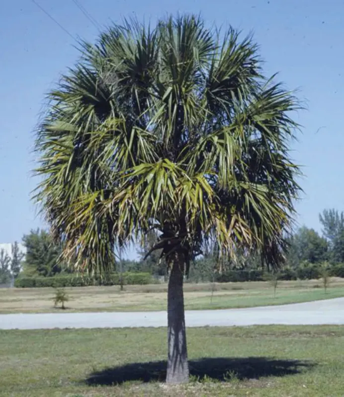 Regenerated Cabbage Palm (Sabal Palm)