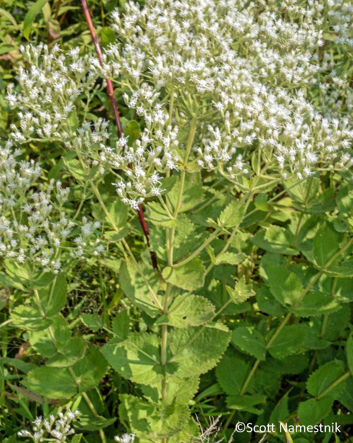Roundleaf Thoroughwort 1 gal