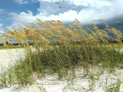 Salt Tolerant Plants