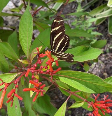 Butterfly Nectar Plants