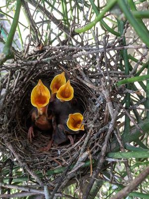 Exceptional Bird Nesting Tree / Plant