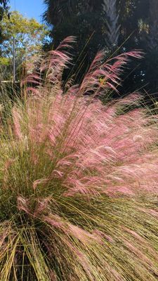 Native Grasses