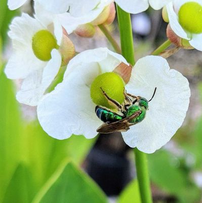 Plants for Pollinators