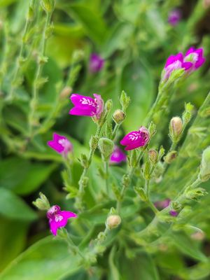 Shade-Loving Plants