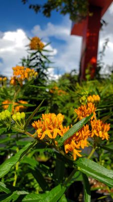 Butterfly and Moth Larval Host Plants