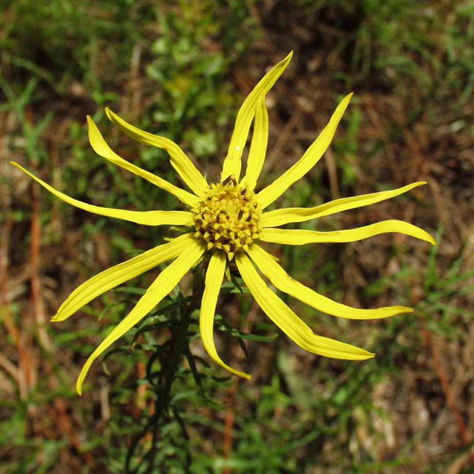 False Sunflower (Phoebanthus) 1 gal