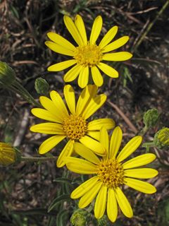 Sandhill Silver-Leaved Aster 1 gal