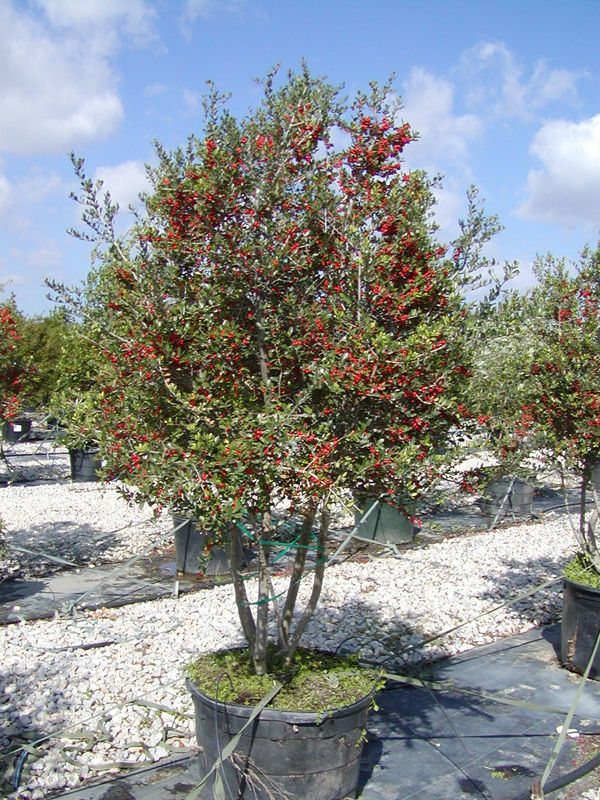 Yaupon Holly