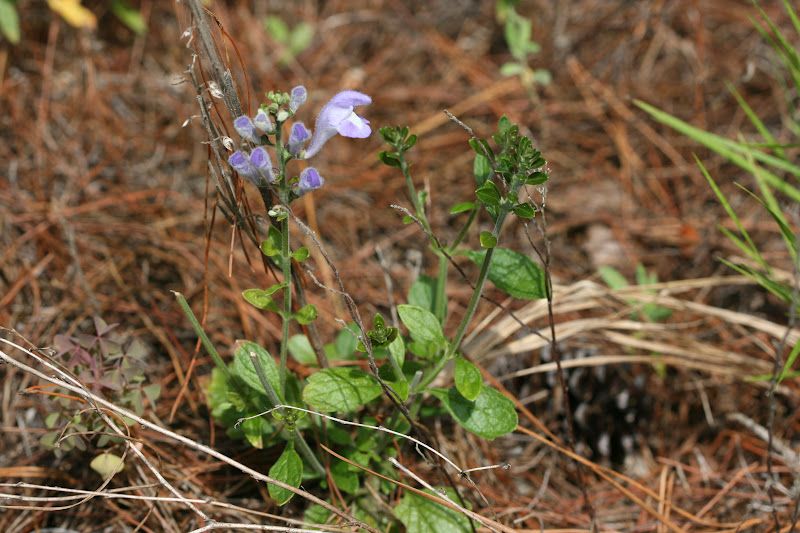 Florida Scrub Skullcap (arenicola)