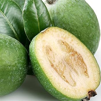 Pineapple Guava - Feijoa