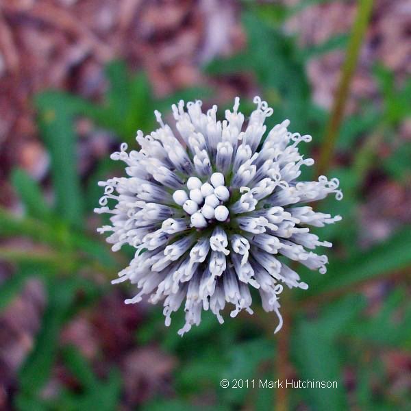 Salt and Pepper Snowy Squarestem