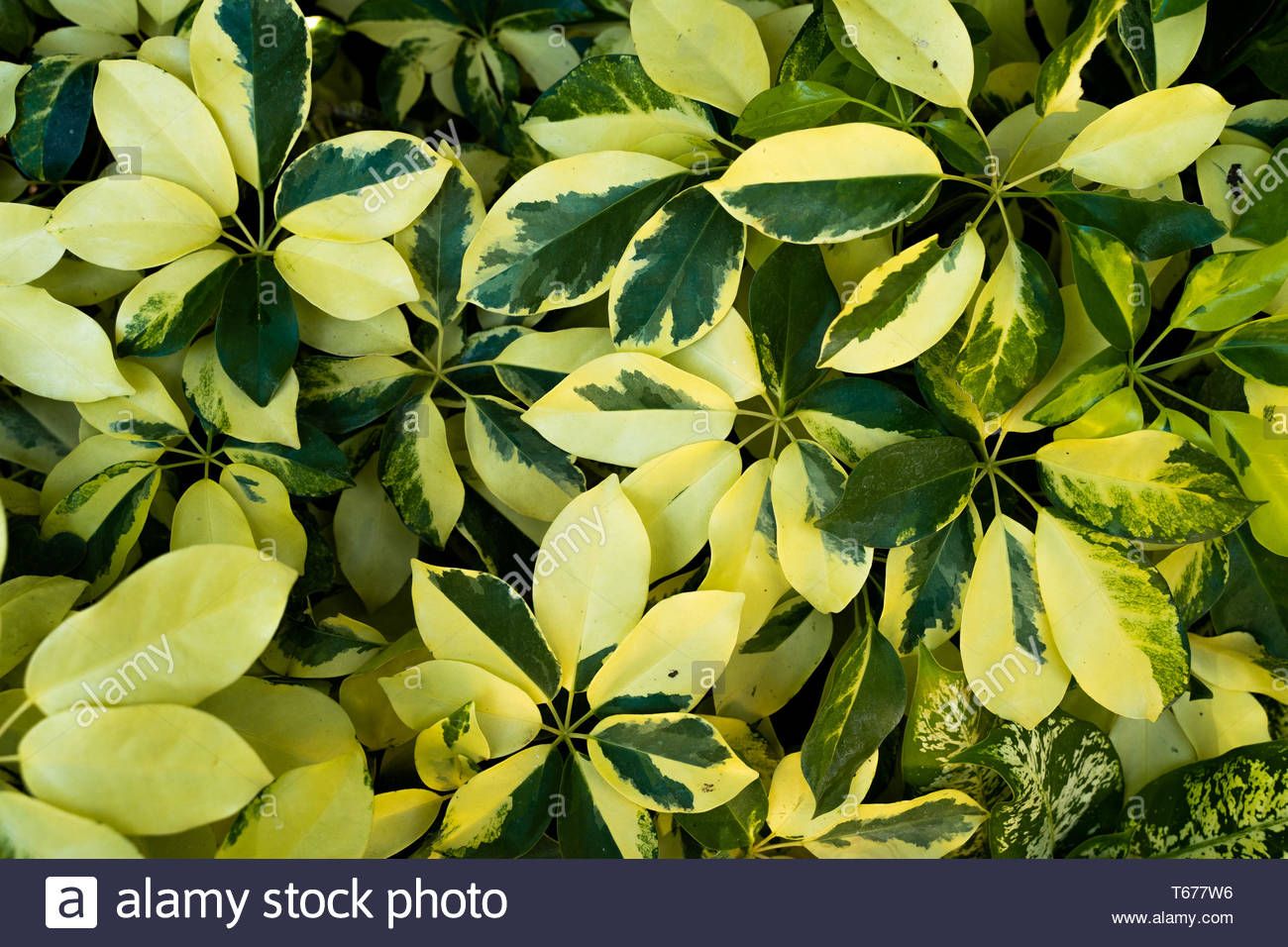 Dwarf Schefflera