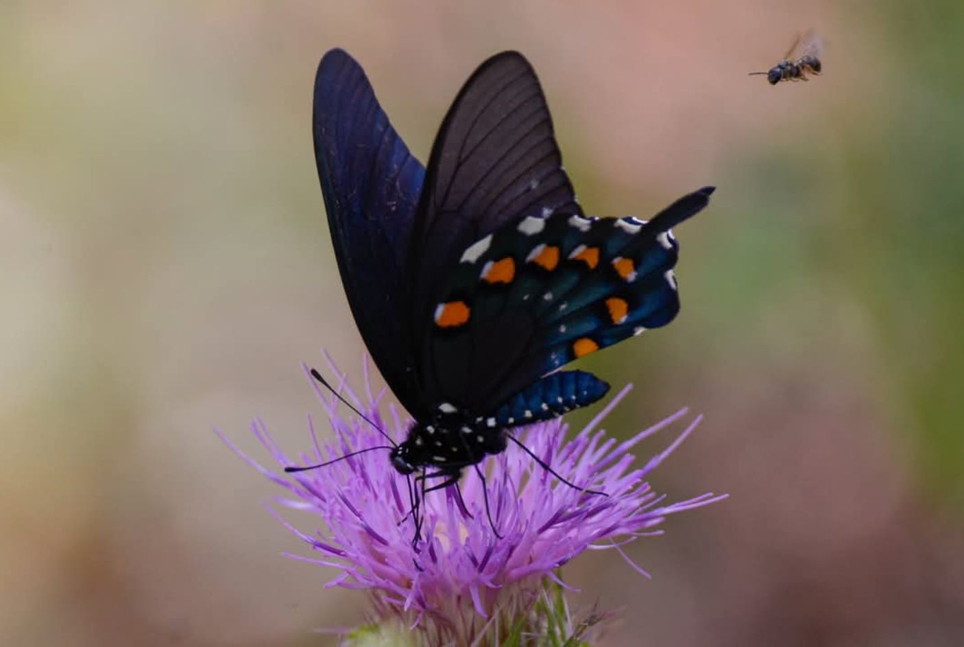 Purple Thistle