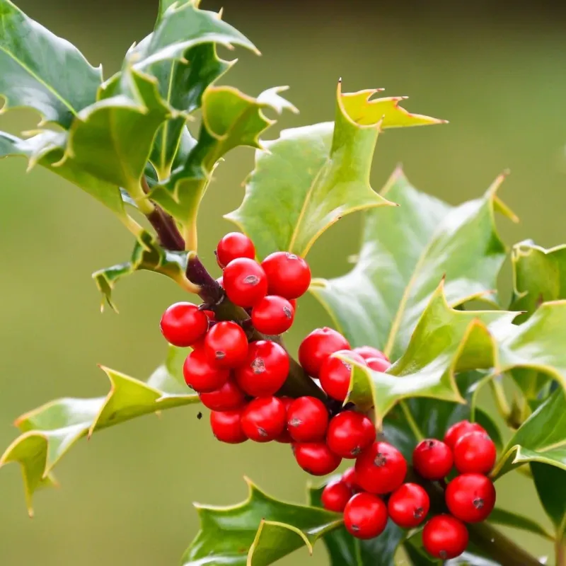 American Holly