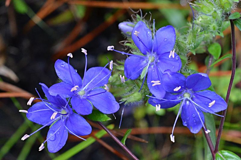 Skyflower (Hyrdolea corymbosum)