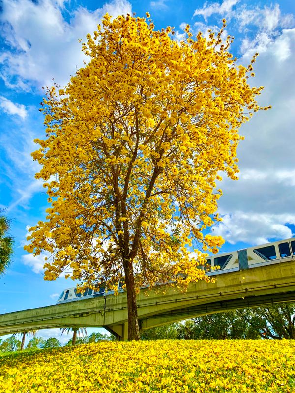 Tabebuia