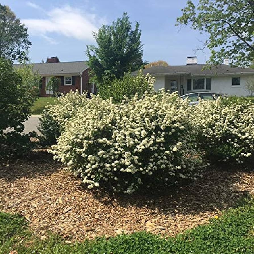 Walter's Viburnum