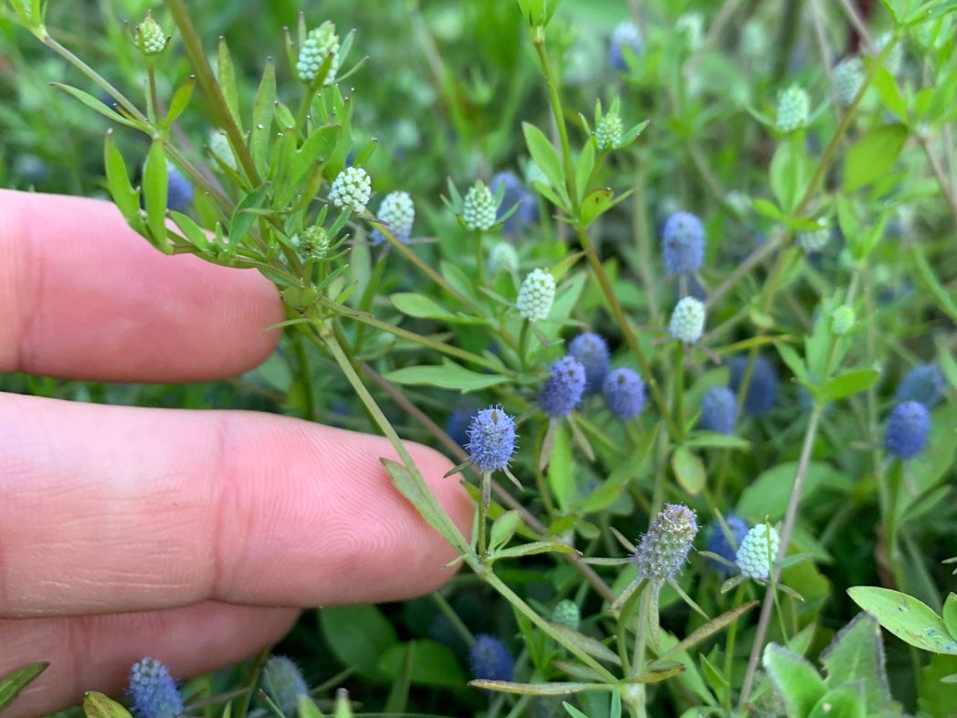 Baldwin's Eryngo (Baldwins eryngium)