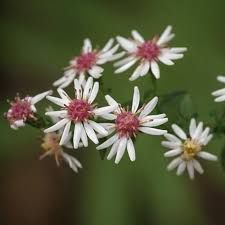 Calico Aster