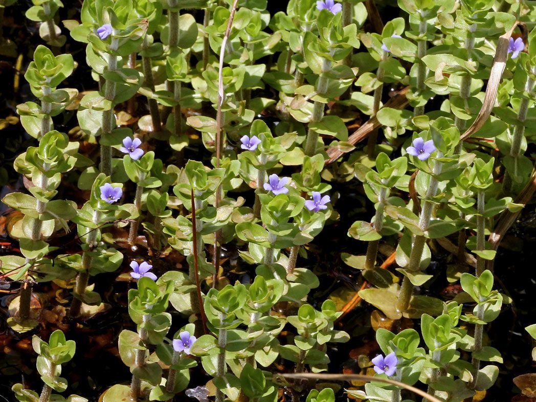 Lemon Bacopa (Blue Waterhyssop)