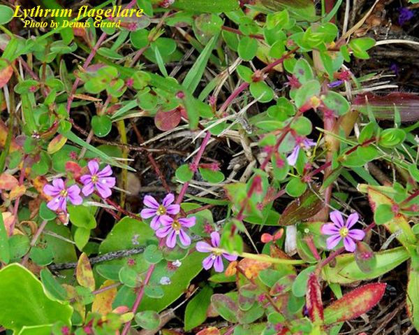 Florida Loosestrife