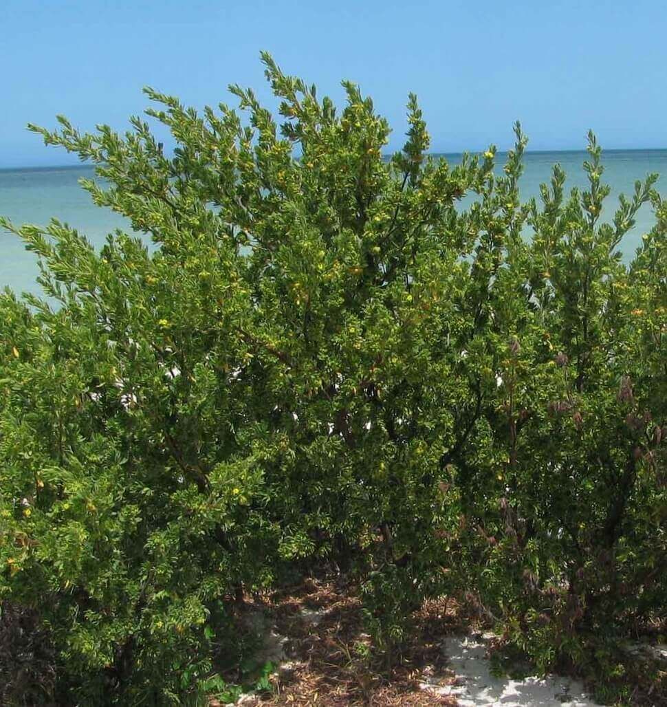 Bay Cedar