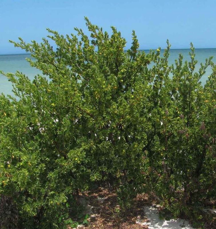 Bay Cedar