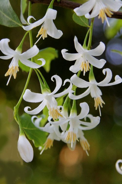 American Snowbell