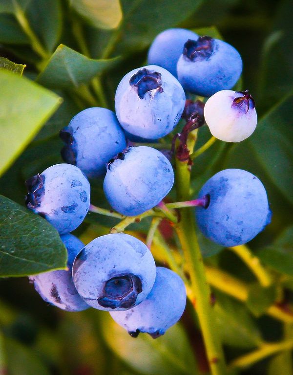 Emerald Blueberry (Highbush)