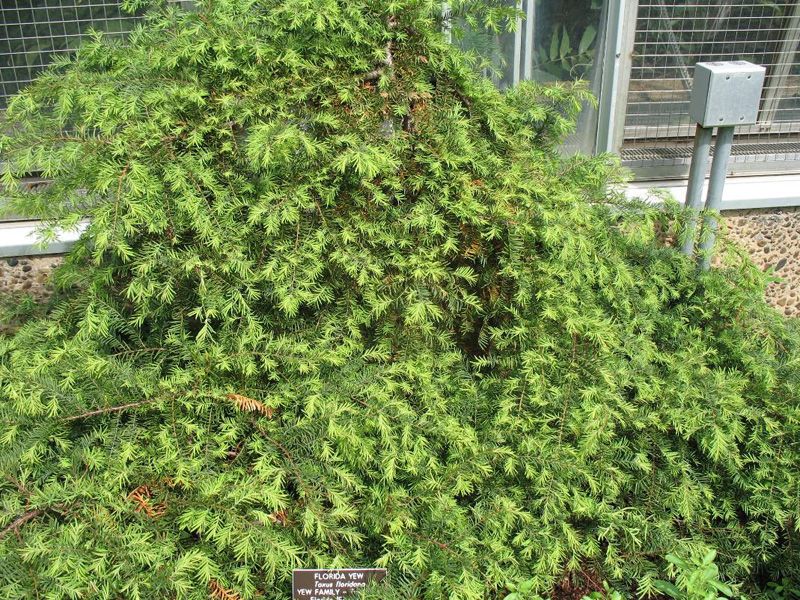 Florida Yew