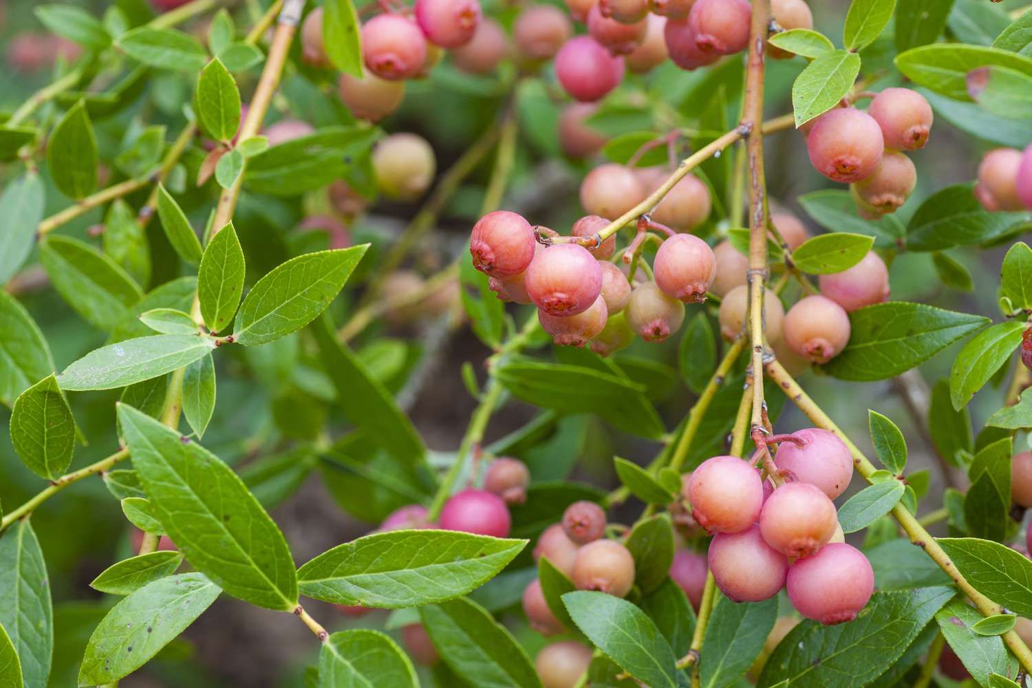 "Pink Lemonade" Blueberry