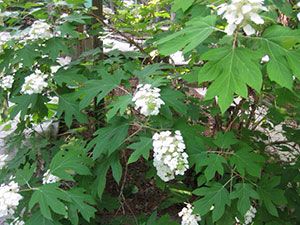 Oakleaf Hydrangea