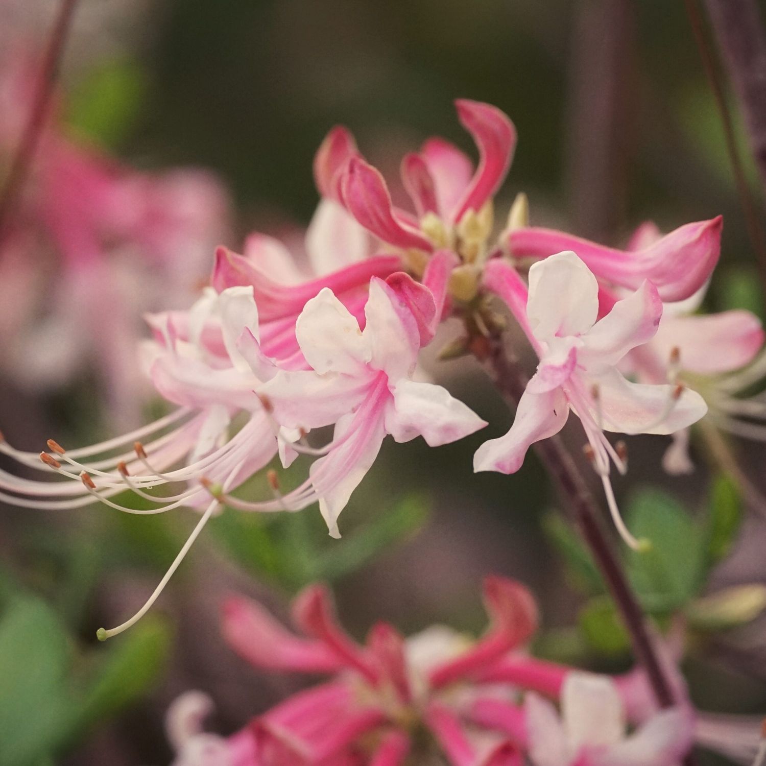 Florida Pinxter Azalea