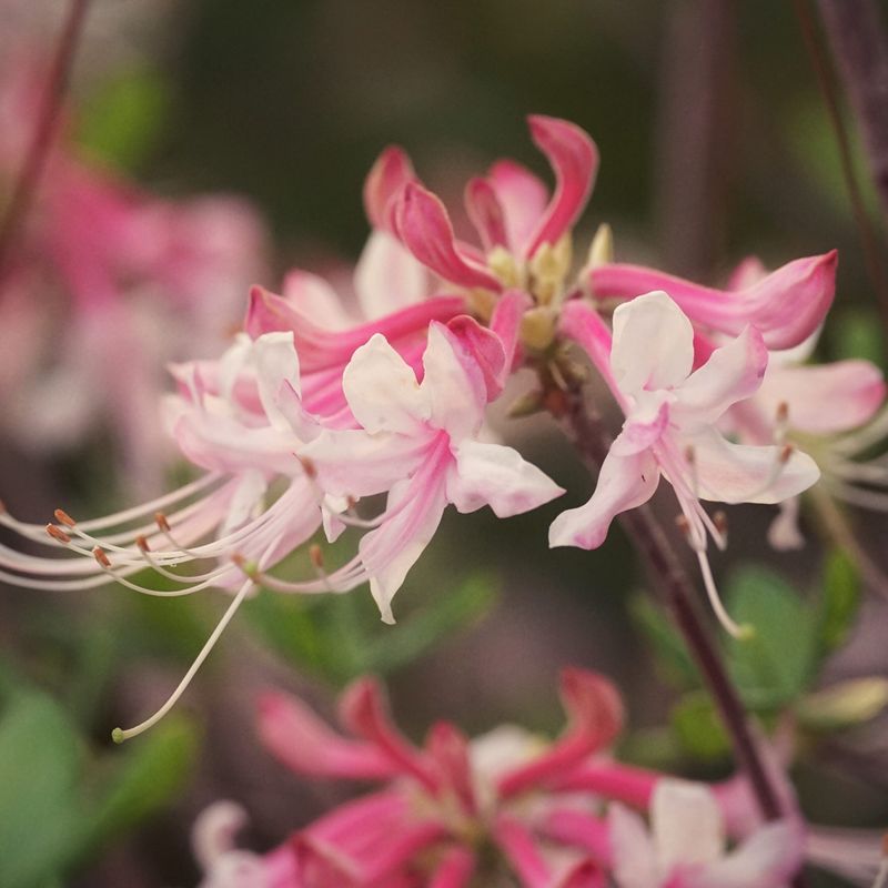 Florida Pinxter Azalea