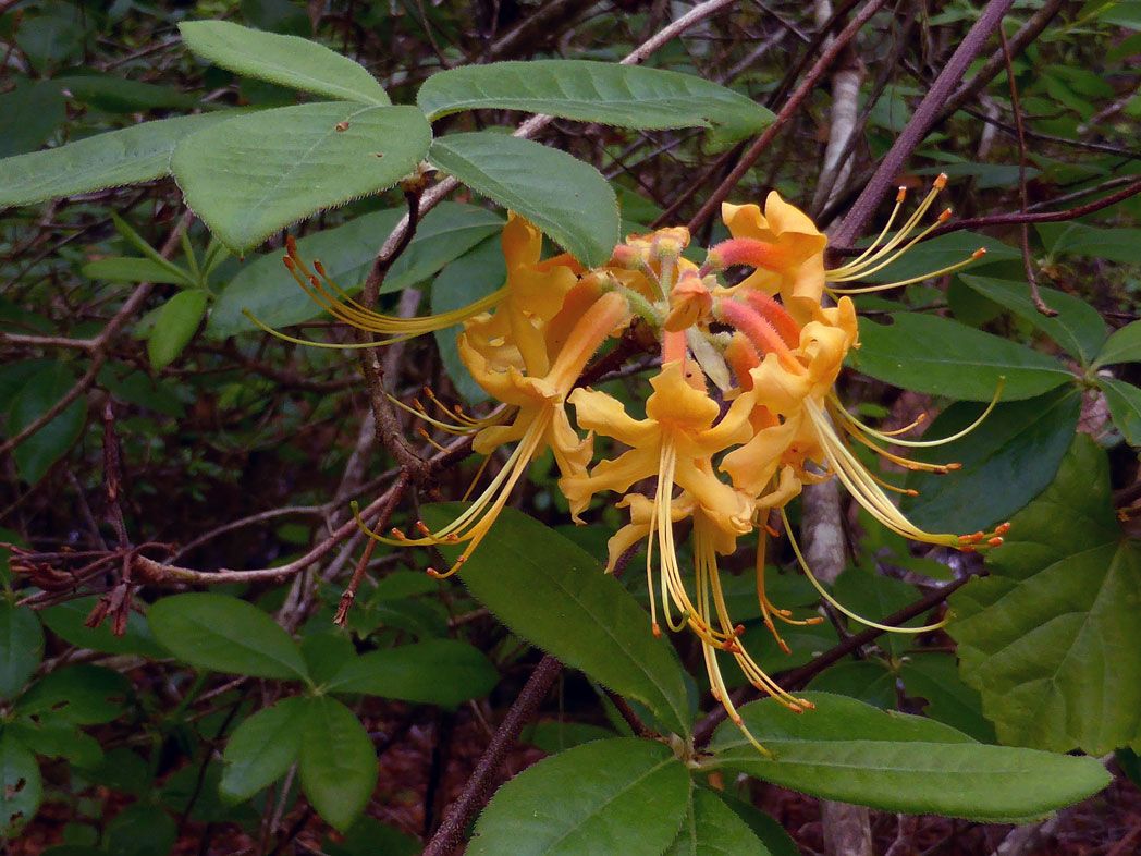 Florida Flame Azalea