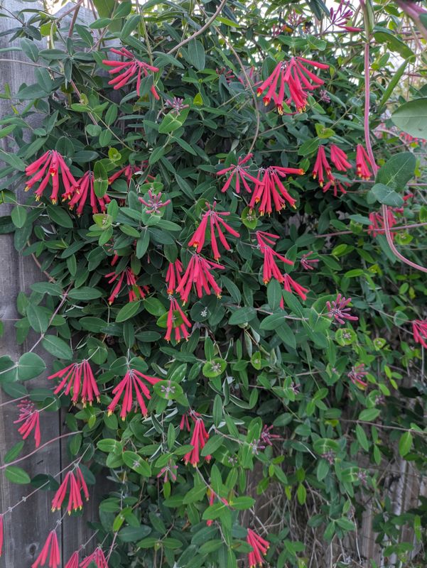 Coral Honeysuckle